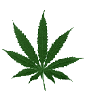 Marijuana