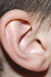 Ear