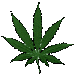 Marijuana