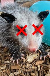 opossum17523.jpg